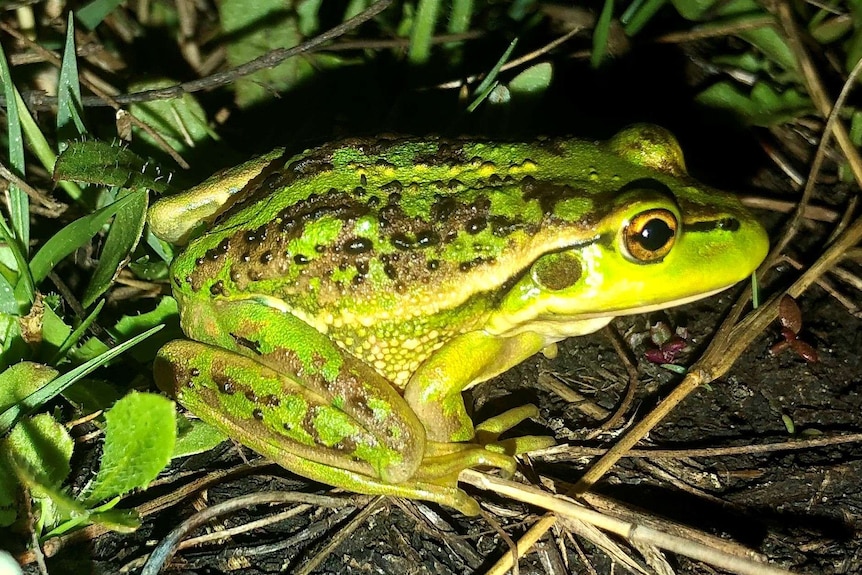 A bright green frog crouching among foliage.