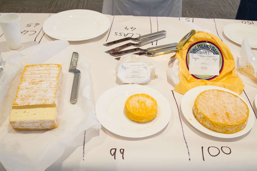 Three different classes of brie and camembert are lined up for tasting.