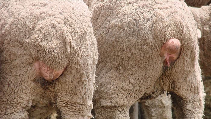 Mulesed Merino Sheep