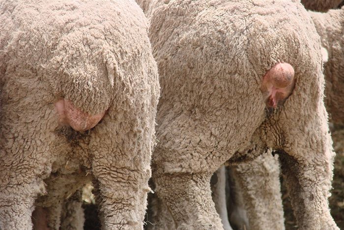 Mulesed merino Sheep