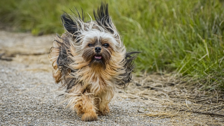 A small brown terrier runs along a grassy path, its fur whipping back in the breeze