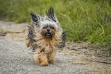 A small brown terrier runs along a grassy path, its fur whipping back in the breeze