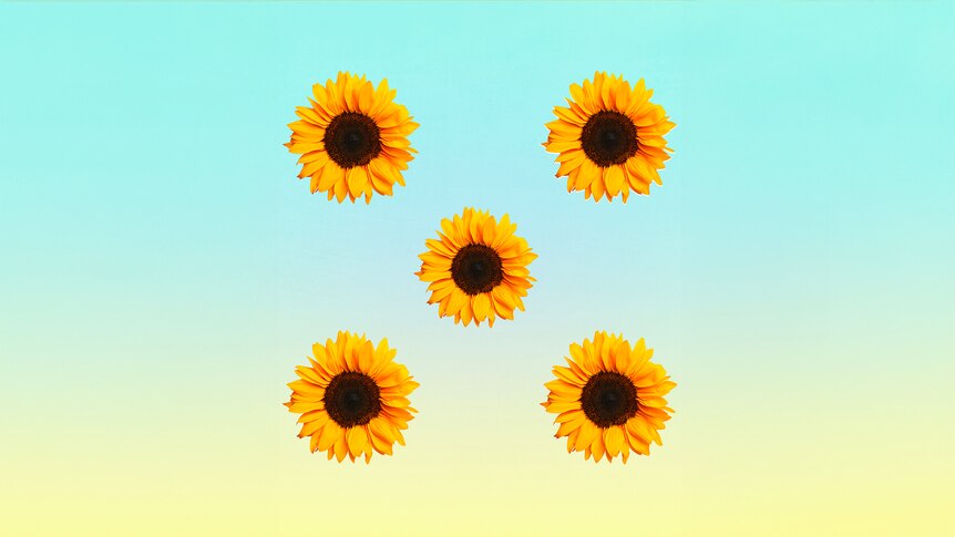 Five sunflowers arranged on a blue and gold background.