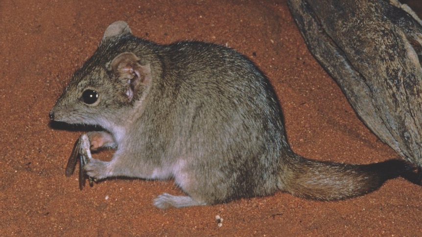 A furry marsupial mouse-like creature with an insect between its front paws.