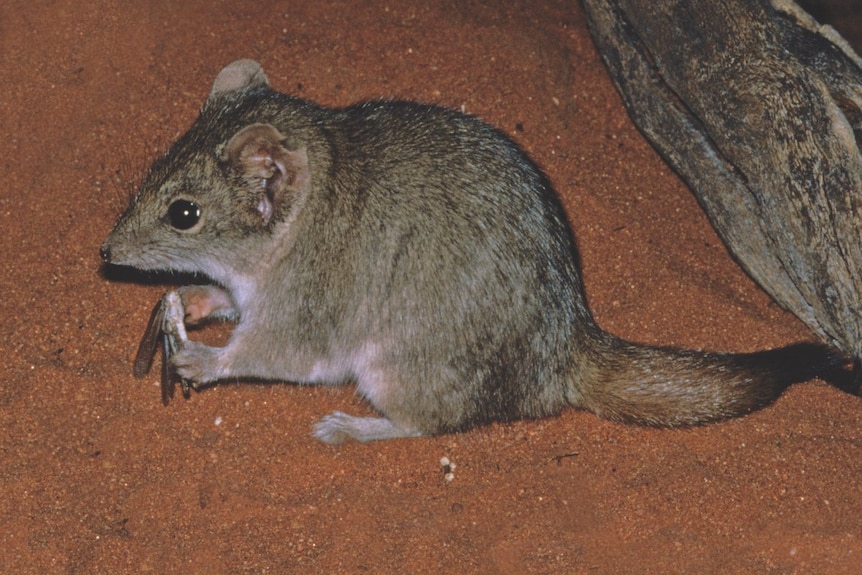 A furry marsupial mouse-like creature with an insect between its front paws.