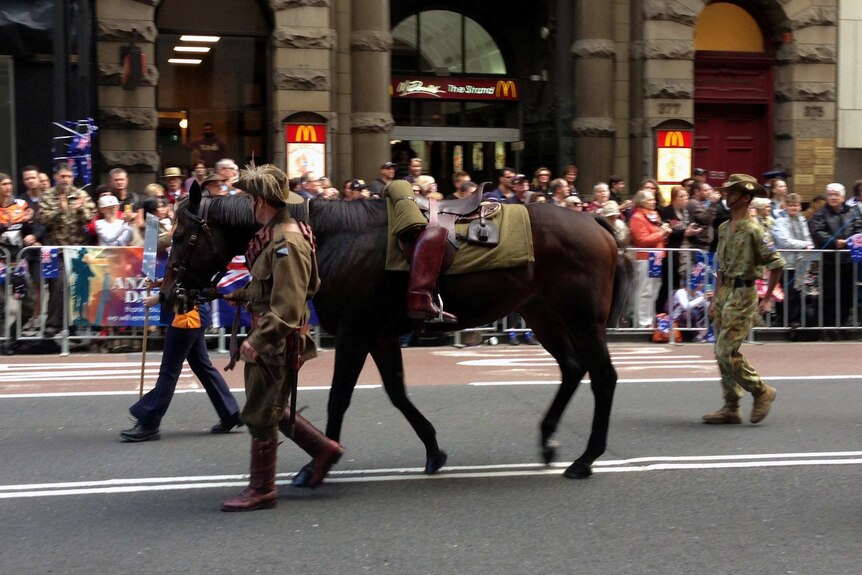 A military horse is led through Sydney