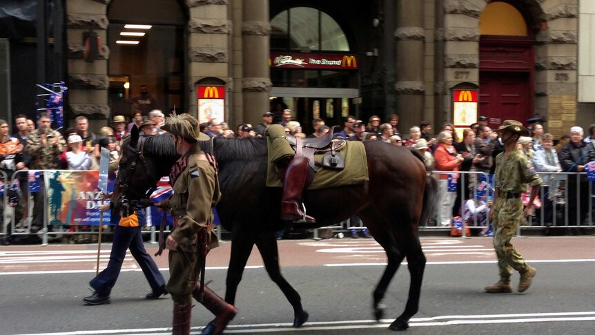A military horse is led through Sydney
