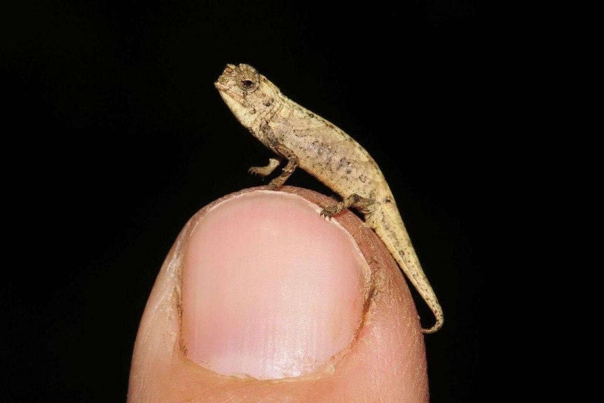 A tiny lizard sitting on top of a person's finger.