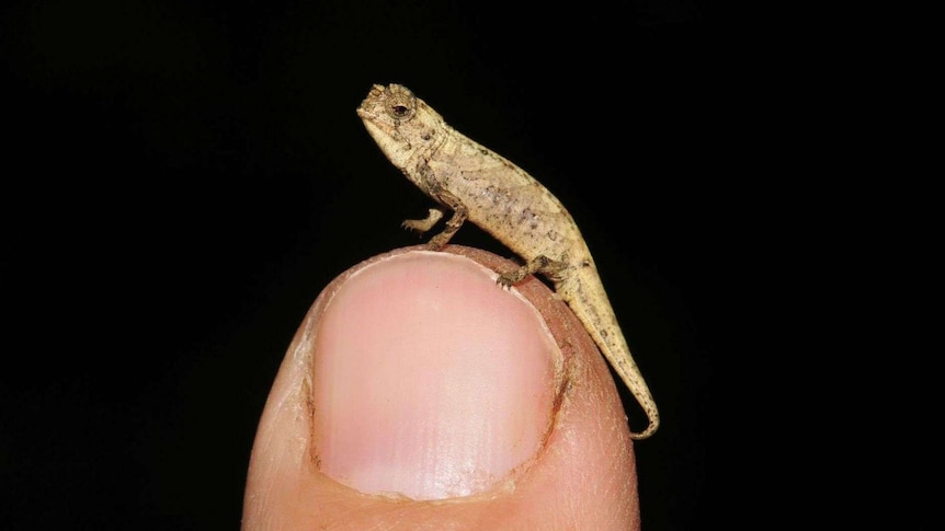 A tiny lizard sitting on top of a person's finger.