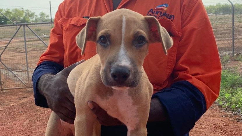 Man in Aurukun Shire Council shirt holds a puppy