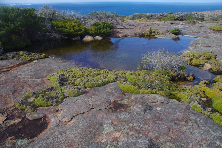 a rocky wet landscape dotted with scrub looks out onto the ocean