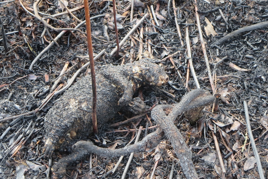 The grim charred body of a koala lies on the forest floor