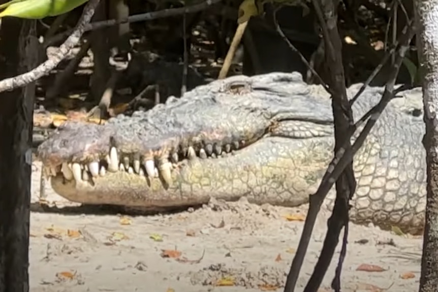 A close up of a large crocodile laying on sand