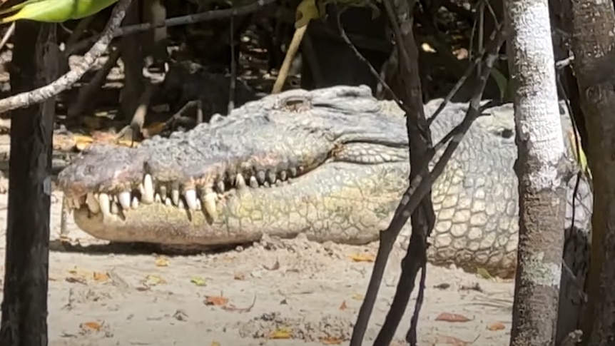 A close up of a crocodiles head on a river bank.