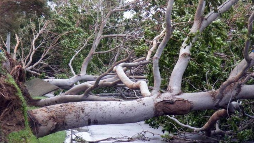 Large trees lie across a street in Annandale in Townsville after Cyclone Yasi crossed the coast on February 3, 2011.