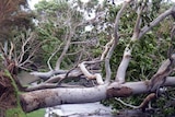 Large trees lie across a street in Townsville after Cyclone Yasi crossed the coast on February 3, 2011.