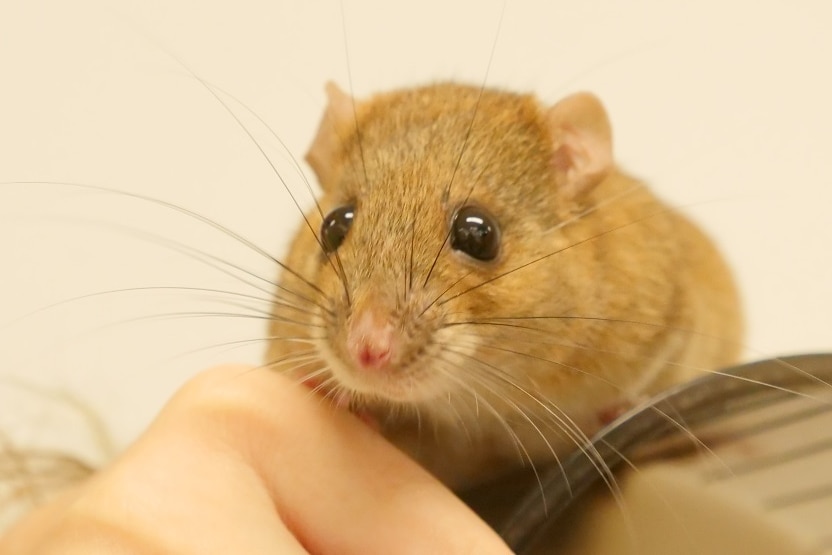 Close up photo of native Australian rat with black eyes, pink nose and long whiskers.