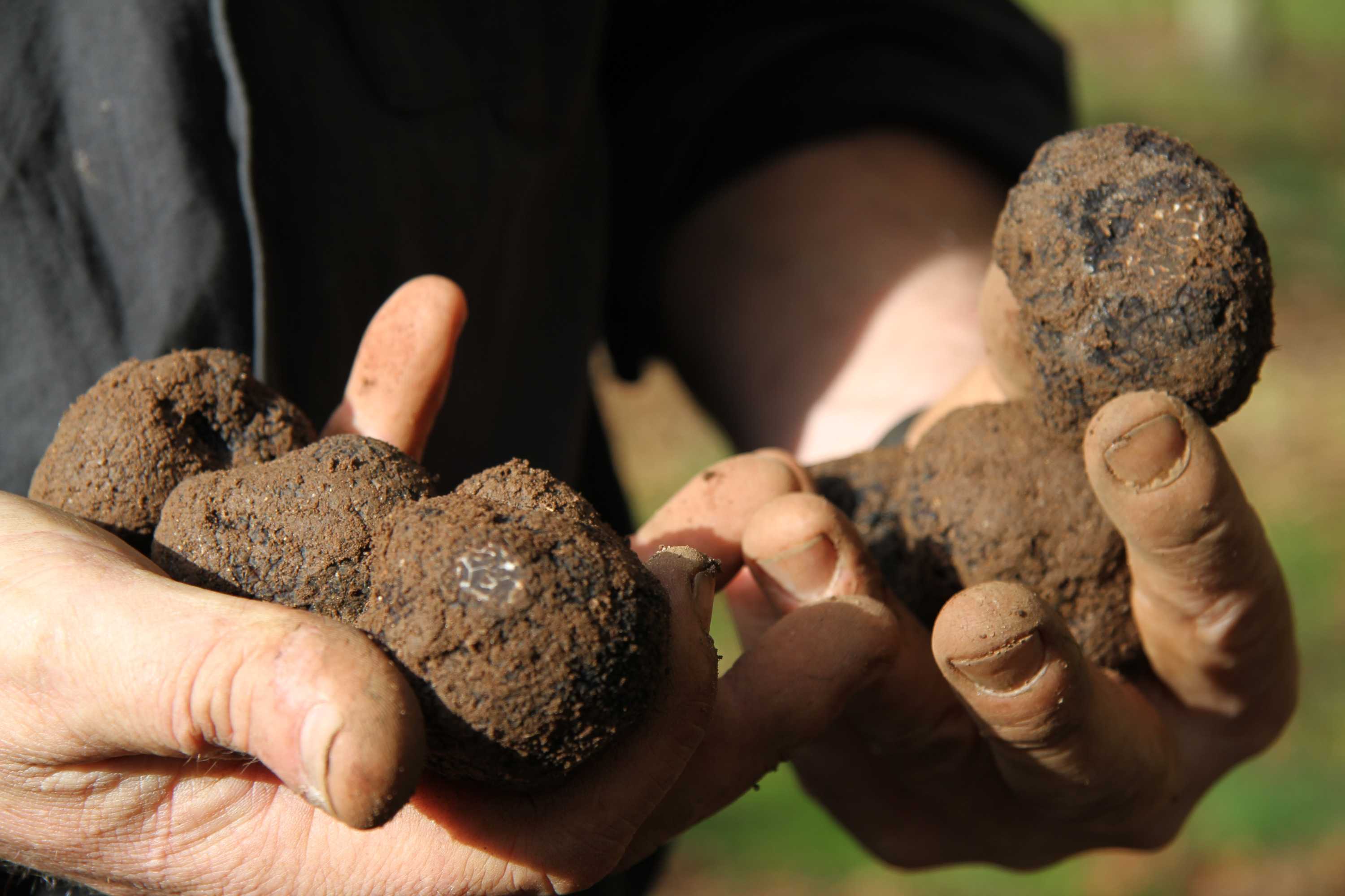 Wet and cold conditions see truffle farmers' yields…