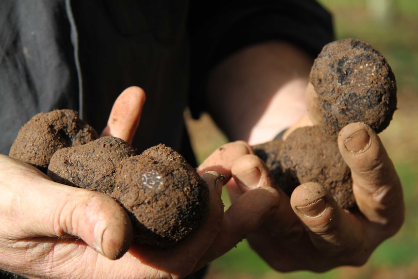 A handful of truffles