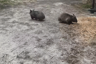 Two juvenile wombats running around a sandy enclosure