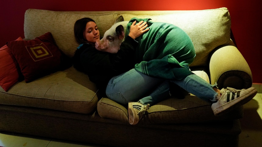 A teenager reclines on a couch. In her arms lies a massive pig wearing a green jumper