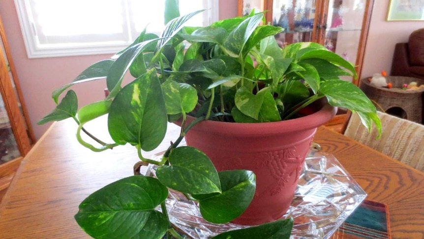 Devil's Ivy grows in a pot on a dining room table.