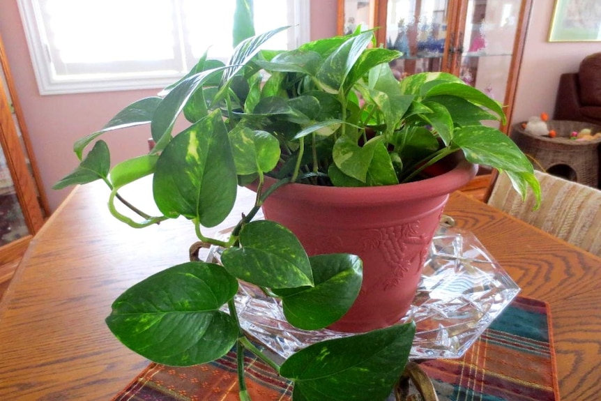 Devil's Ivy grows in a pot on a dining room table.