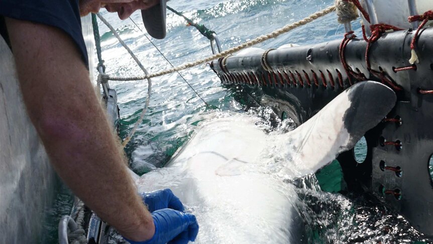 shark being tagged while being held in a sling at the back or a boat