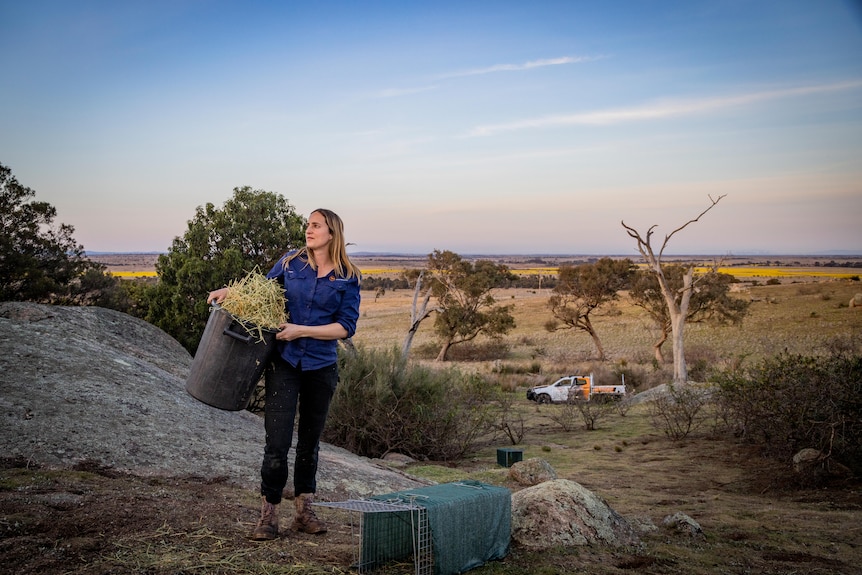 Dale Crisp walking in bushland with hay in a bucket and a trap in front of her