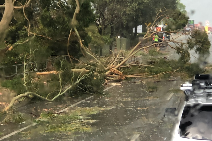 Trees fall over a road