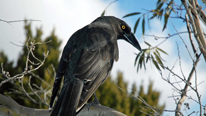 A silvery black currawong looks at the camera over its right shoulder with a yellow eye.