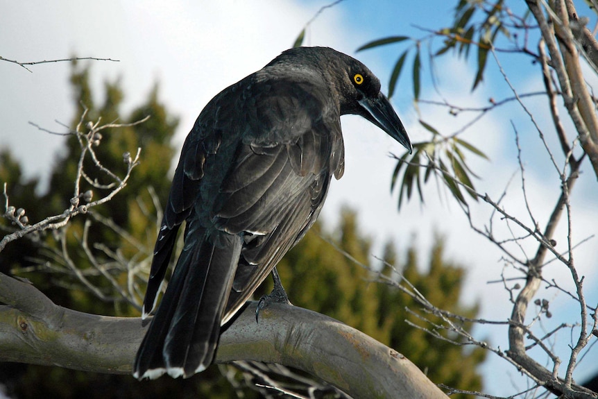 A silvery black currawong looks at the camera over its right shoulder with a yellow eye.