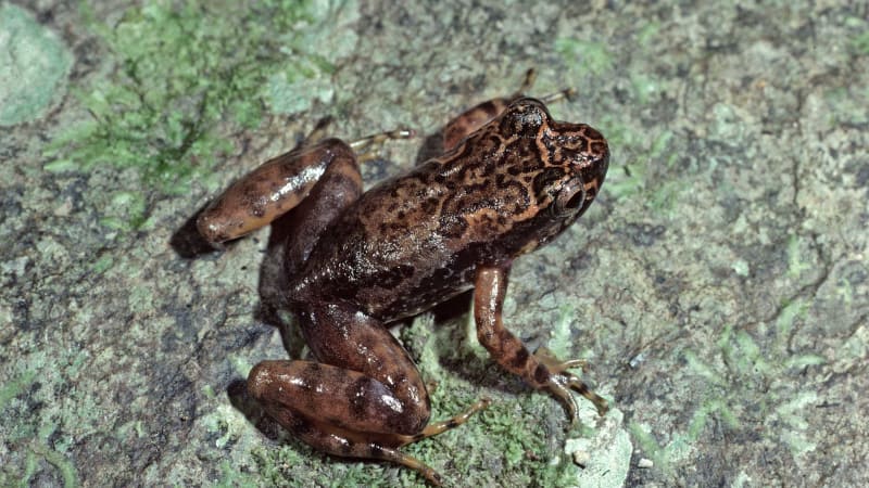A small, mottled brown frog is on a grey rock covered in moss and lichen.