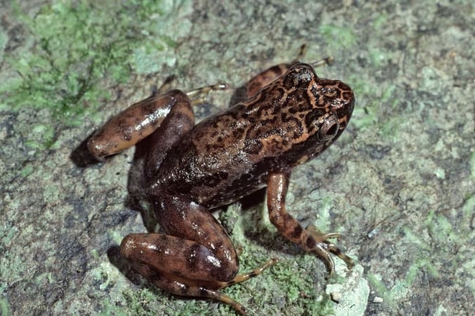 A small, mottled brown frog is on a grey rock covered in moss and lichen.