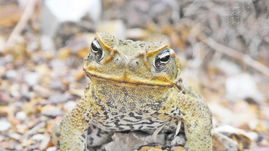 A cane toad facing the camera.