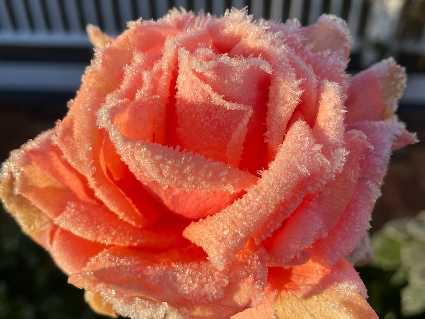 Frost on pink rose near Stanthorpe 