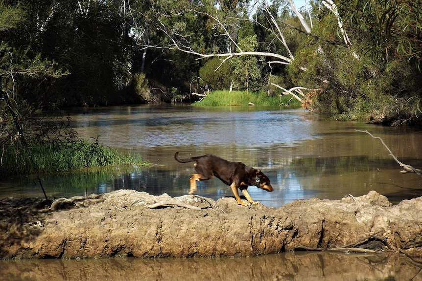 Glenn Beasley's property near Chinchilla that adjoins the We Kando waste facility on Baking Board Hill.