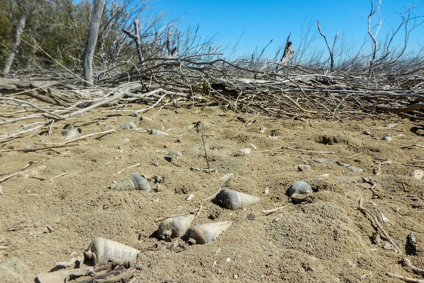 Shells and other debris in the sand with dead mangroves behind.