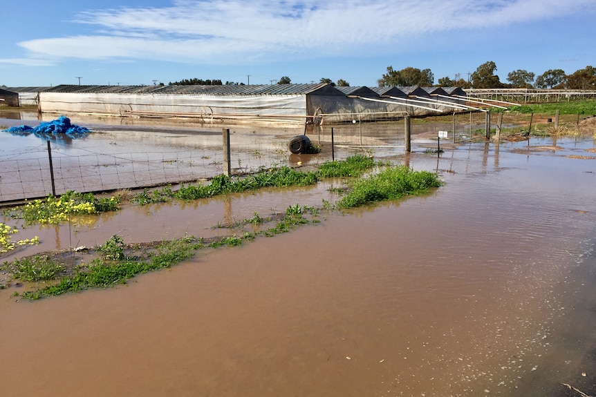 Flooding at Angle Vale Road at Virginia.