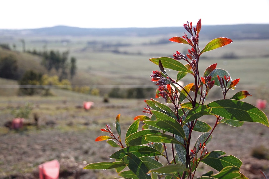A plant with red tips covered in condensation overlooking a vast property.