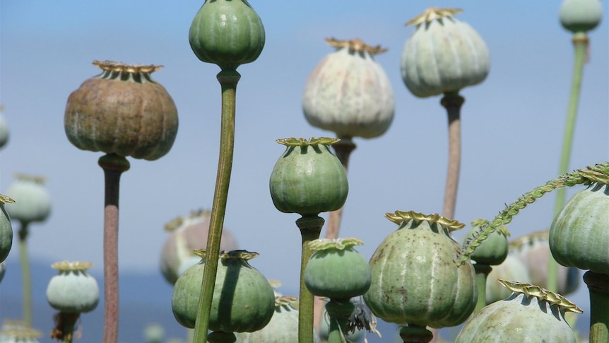 Alkaloid laden poppy capsules maturing in Tasmania