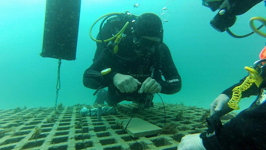 Diver setting up kelp bed.