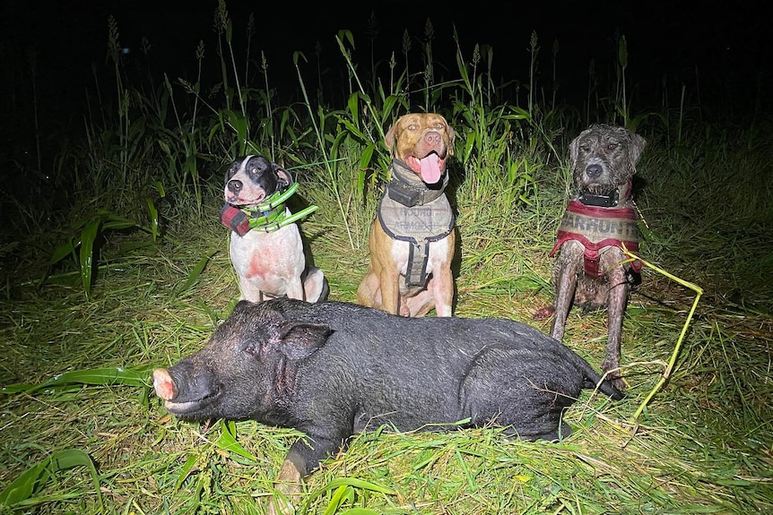 Three dogs in hunting jackets sit around the corpse of a large feral pig.