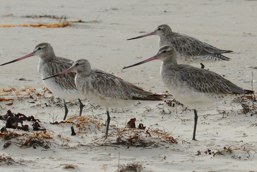 Four bar-tailed godwits with needle-like beaks and thin stalk-like legs stand on wet sand.