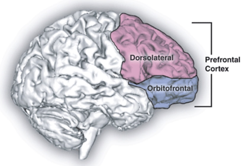 Diagram of dorsolateral prefrontal cortex.