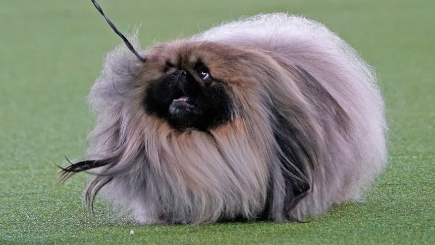 Pekingese Wasabi