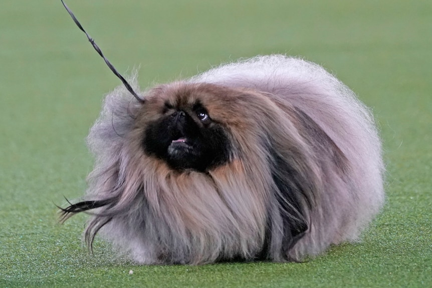 Pekingese Wasabi