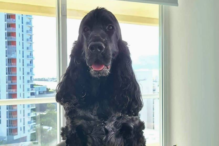 A black cocker spaniel standing behind a cake in a high-rise unit.