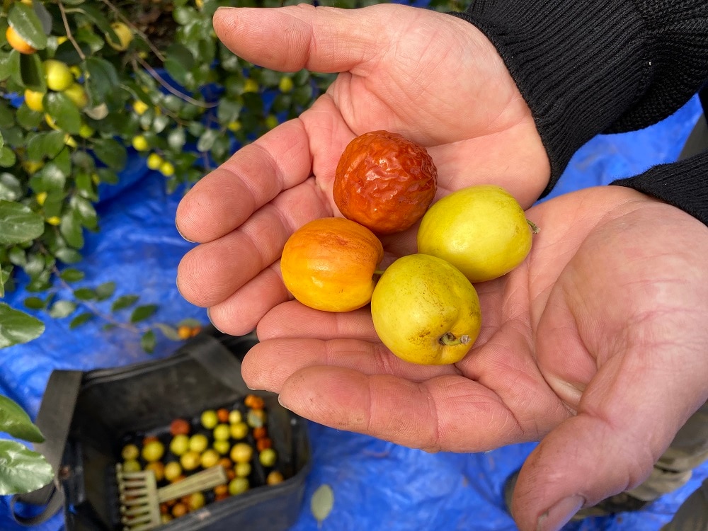 Jujube Growers Find Innovative Ways To Turn Waste Into Sustainable New Products Abc News