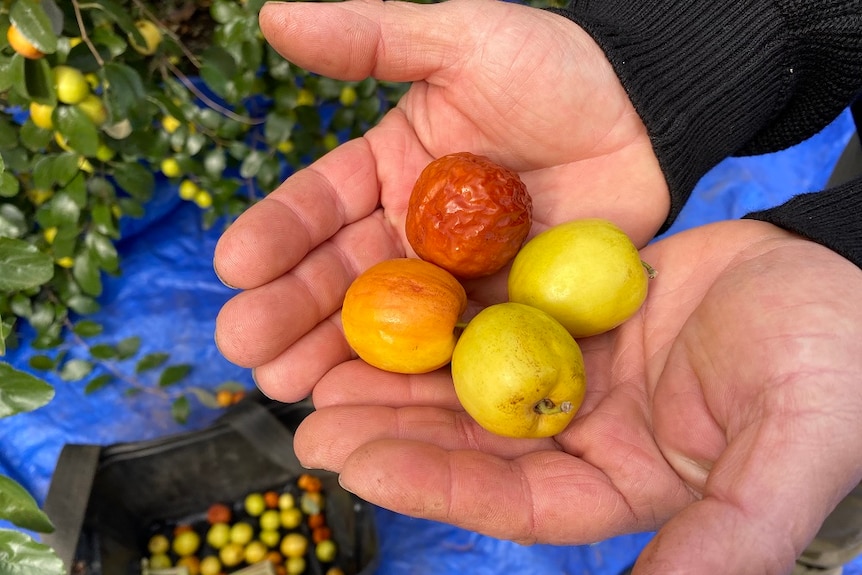 Jujube Growers Find Innovative Ways To Turn Waste Into Sustainable New Products Abc News